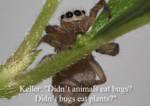 Bugs eat plants